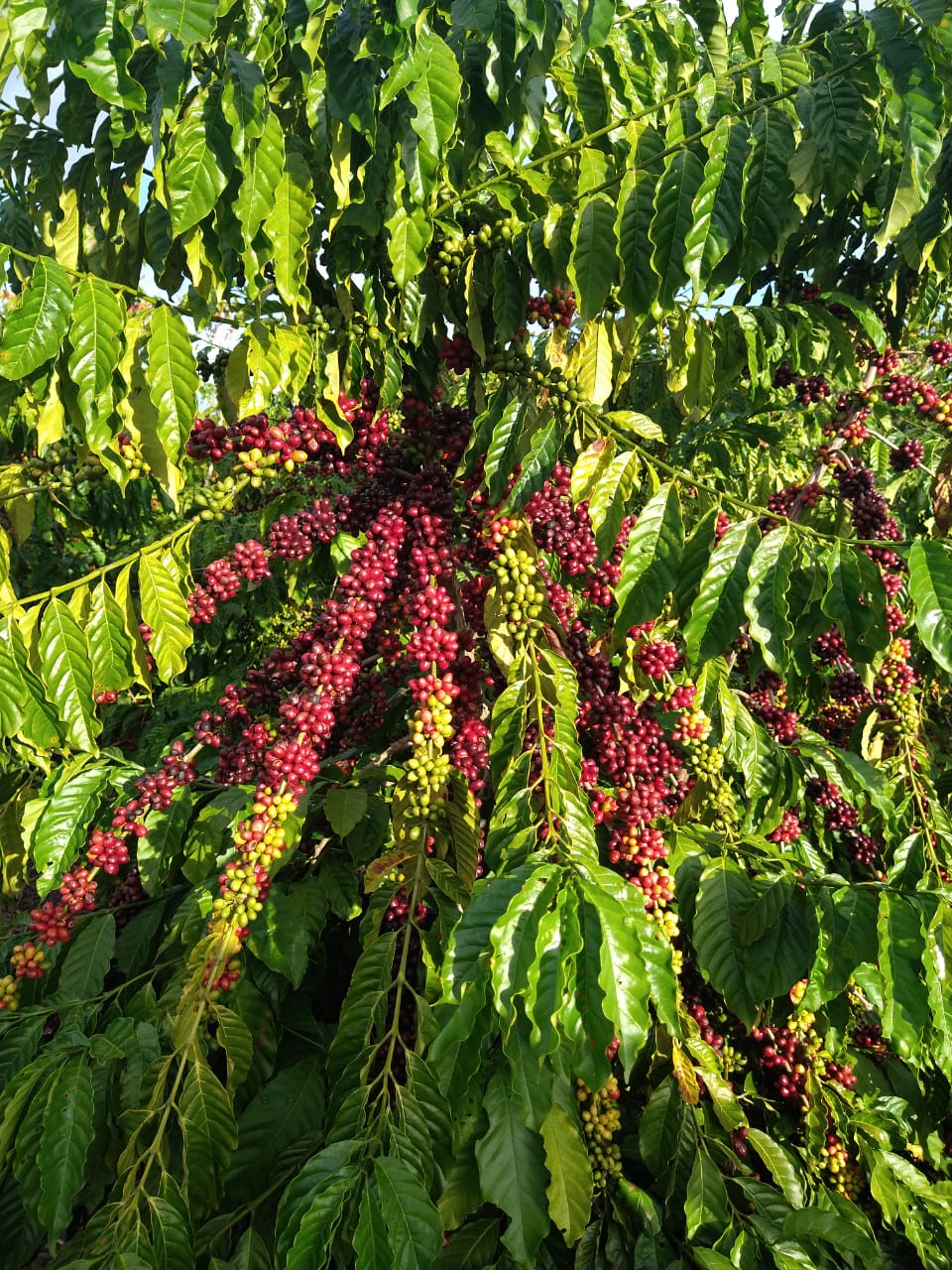 Conilon Robusta Verde Coffee