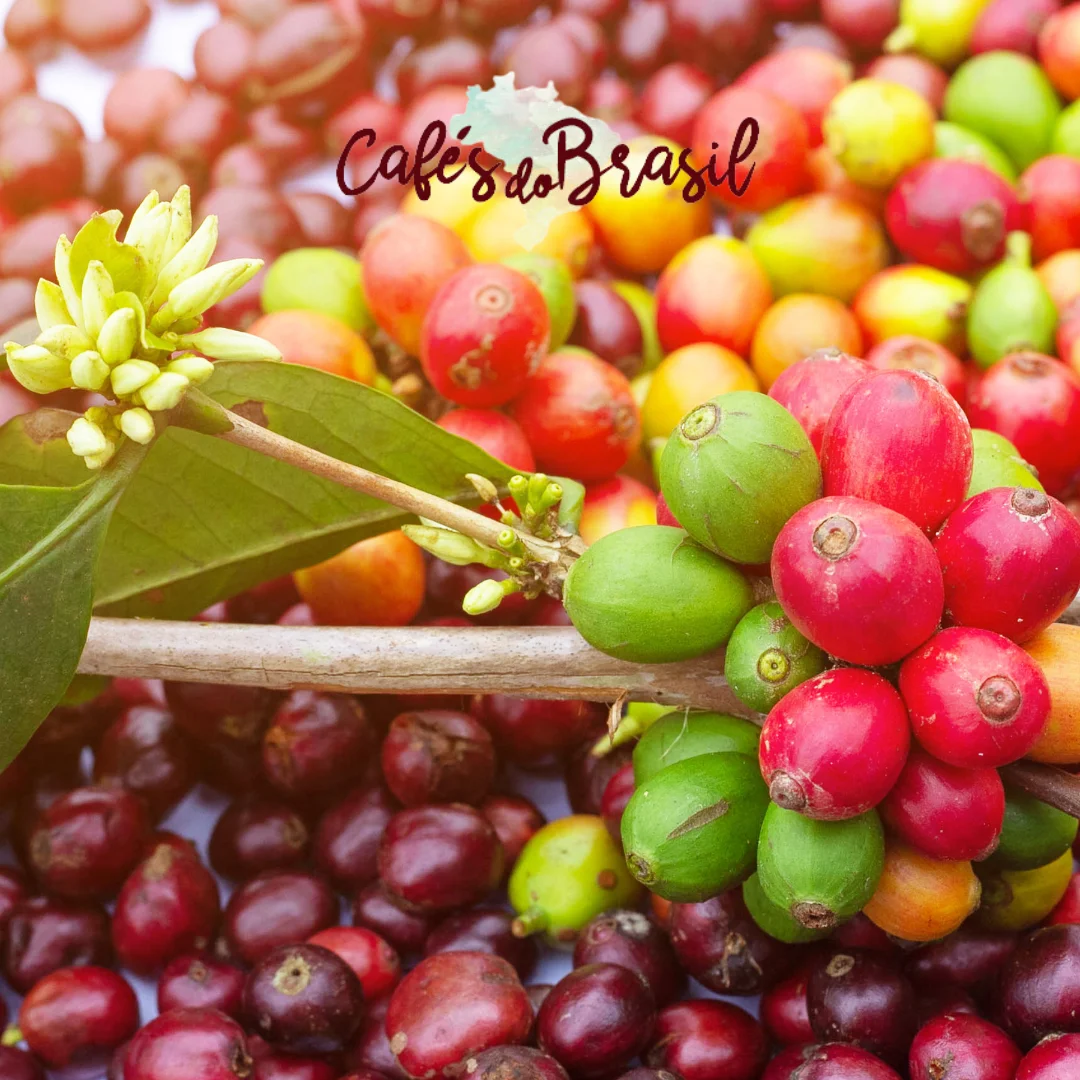 Afinal, café conilon é a mesma coisa que café robusta?