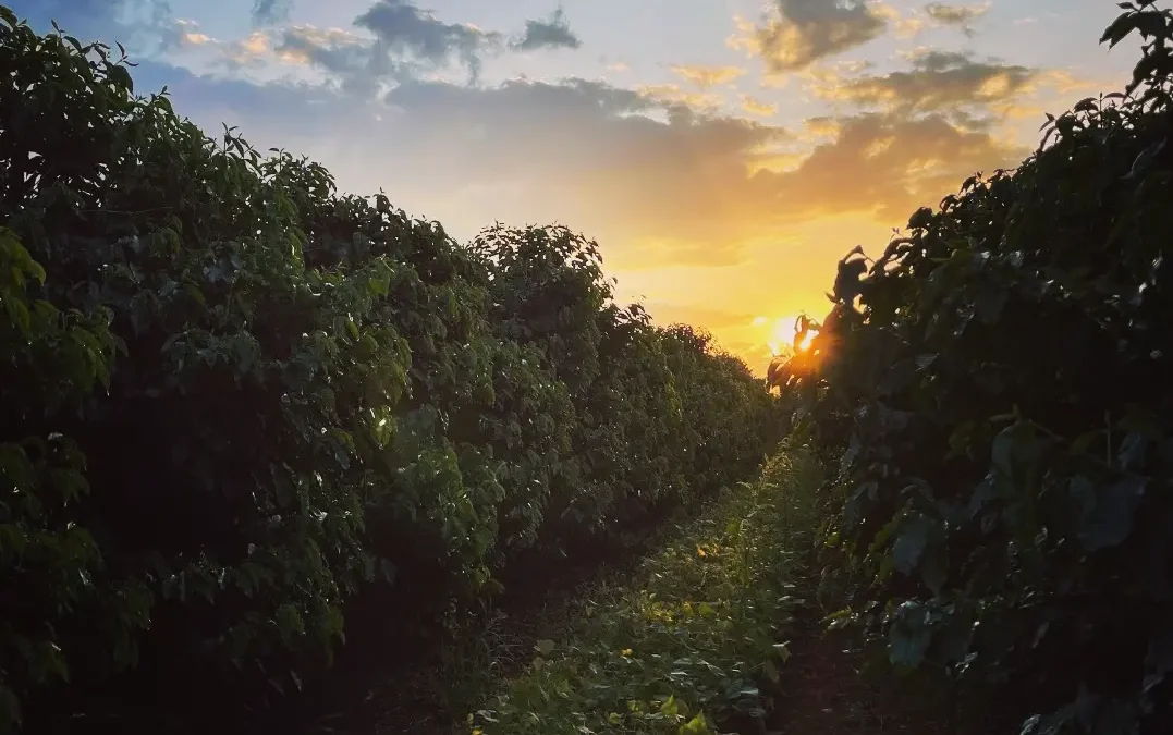 Fazenda Turvo – Edição Agosto/2025