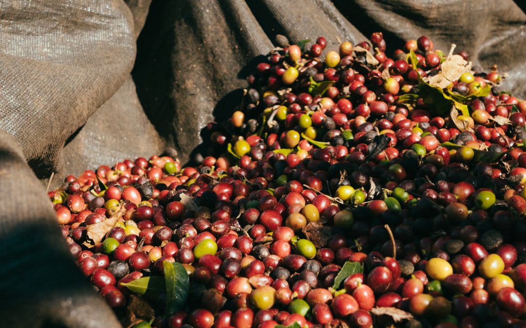 Fazenda Os de Lacerda – Outubro/2025