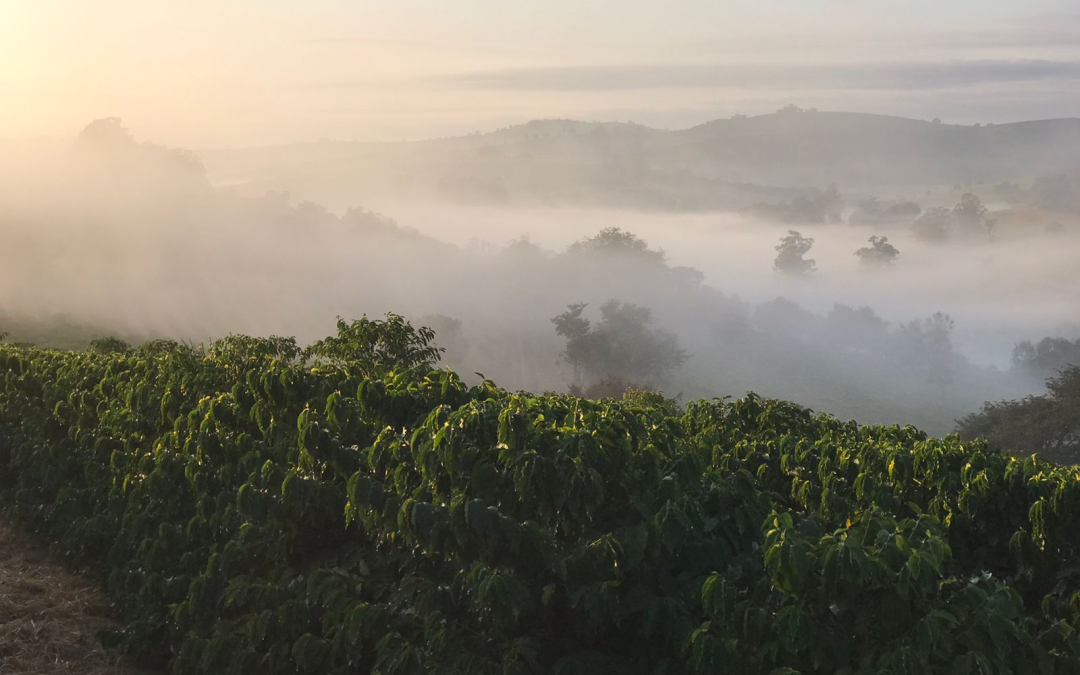 Fazenda Rancharia – Outubro/2025