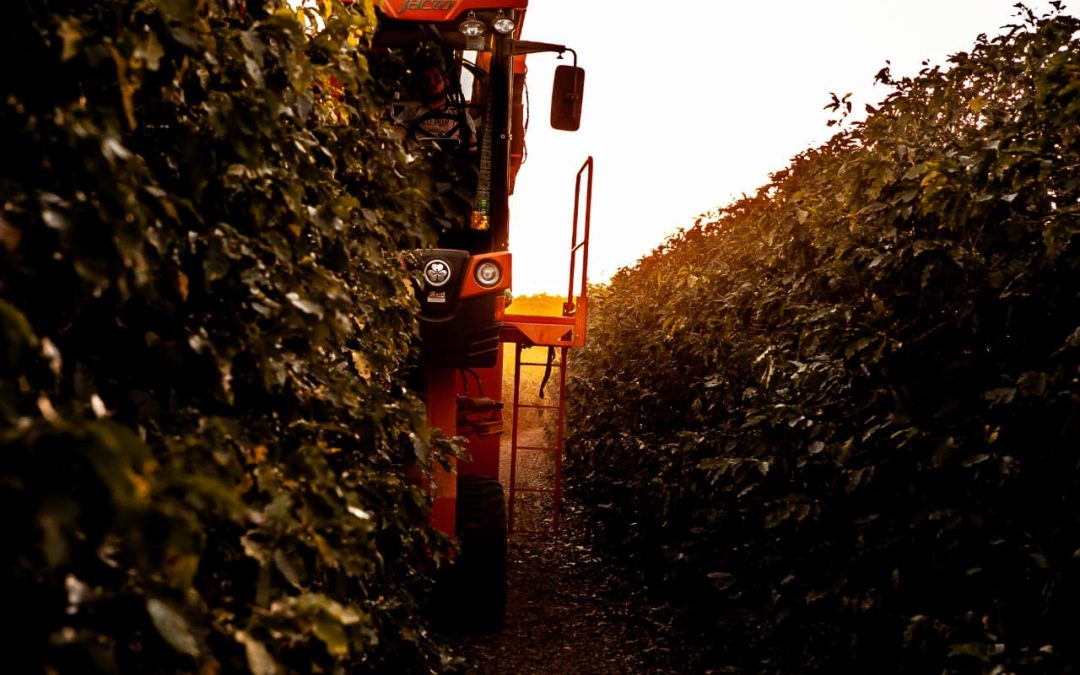 Fazenda Aleluia – Edição Novembro/ 2025