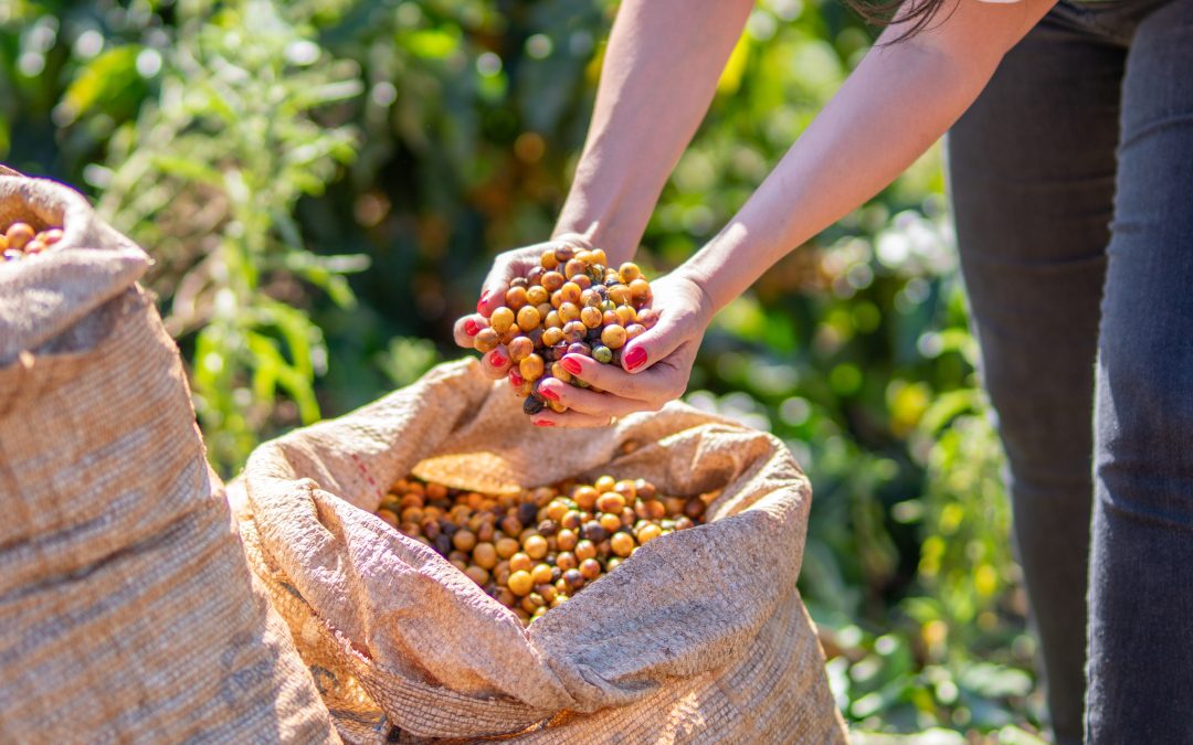 Fazenda Pinhal – Edição Novembro/ 2025